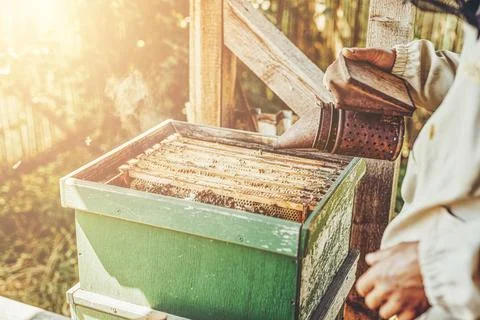 Smoke beekeeper for processing bees by smoke. Stock Photos