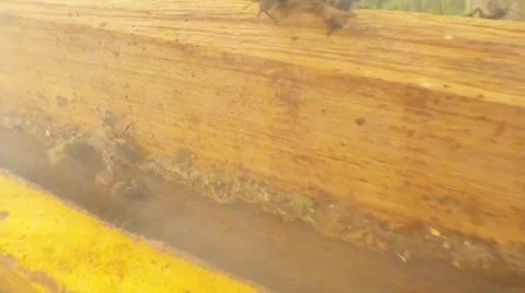 In Smoke Bees Creep on Wall of Hive Close up Stock Footage 66782296