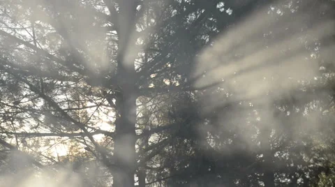 Smoke between the branches Stock Footage 45296681