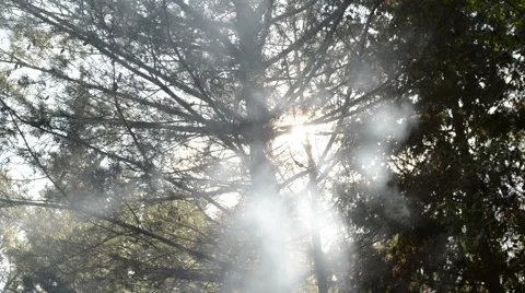 Smoke between trees Stock Footage 45296256