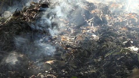 Smoke in the big forest Stock-Footage 122269903