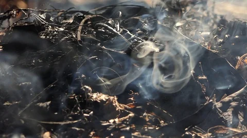 Smoke in the big forest Stock Footage 122270203