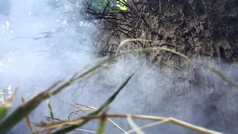 SMOKE BILLOWING FROM THE BURNING TREE ROOTS OF A COCONUT PALM TREE Stock Footage 149840199