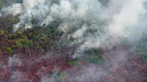 Smoke billows above burning forest canopy Stock Footage 333063635