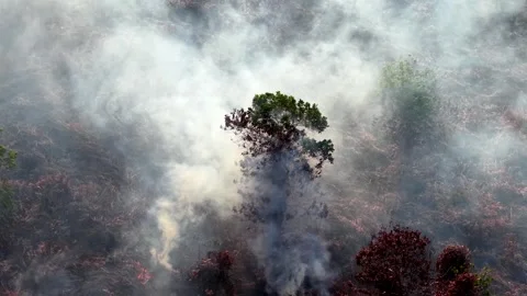 Smoke billows above a lone tree standing defiant Vidéo 337723243
