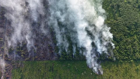 Smoke billows from burning green fields Video stock 333353778