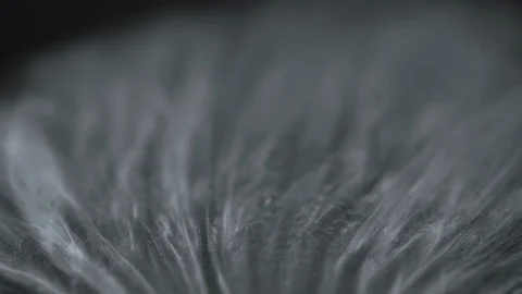 Smoke Black Background abstract slow motion Stock Footage 124792035