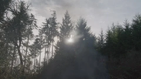 Smoke Burning Up From Fire In Forest Stock-Footage 270394998