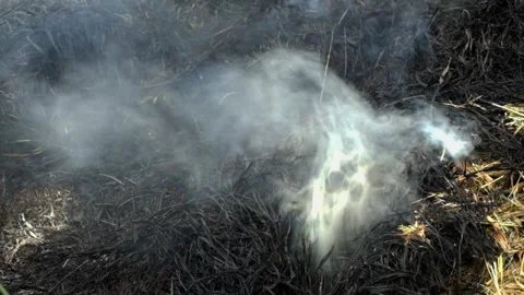 Smoke from burning straw with abstract patterns, shapes and textures Stock-Footage 291459543