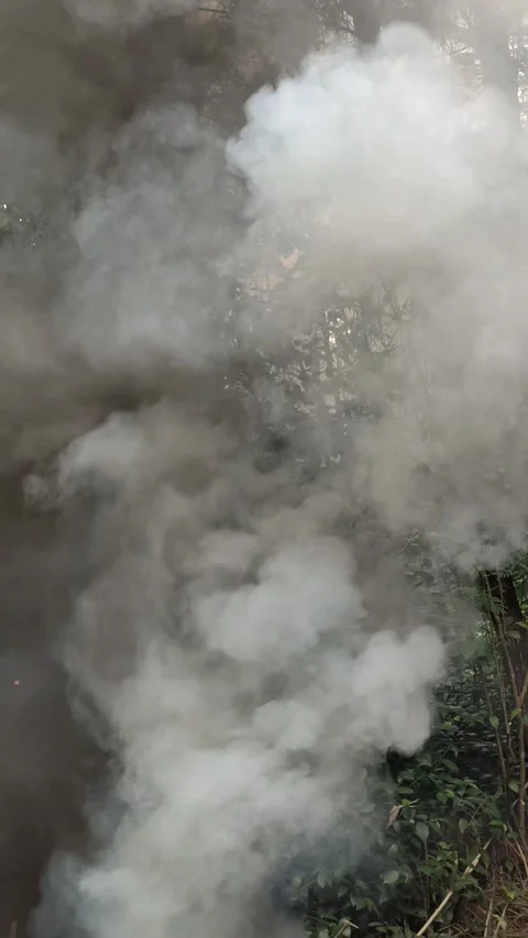 Smoke from burnt leaves Video stock 285097202