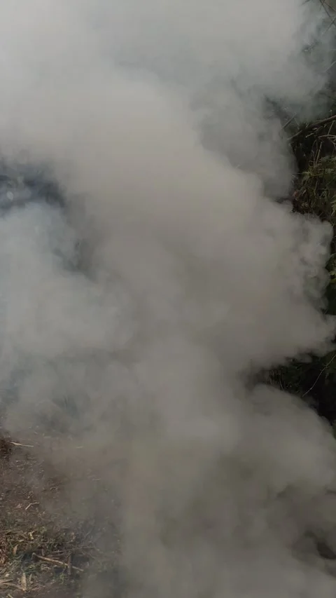 Smoke from burnt leaves Video stock 285097288
