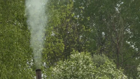 Smoke comes out of a tallow pipe against a background of cherry blossoms. Stock-Footage 154496029