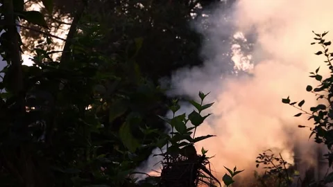 Smoke is coming from burning grass in the forest. Stock Footage 170828922