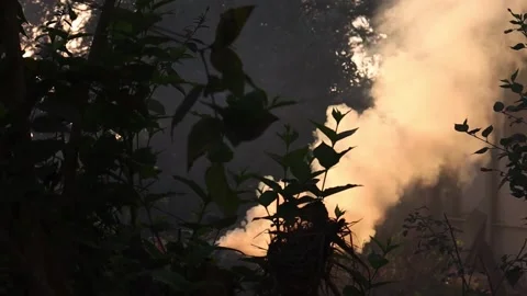 Smoke is coming from burning grass in the forest. Stock Footage 170828942