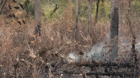 Smoke from a controlled fire in pine forest, 4k Stock Footage 191655293