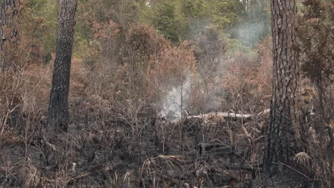Smoke from a controlled forest fire burn, 4k Stock Footage 191660117