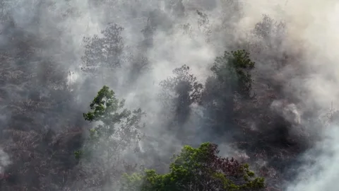 Smoke curls around charred trees 스톡 동영상 333053506