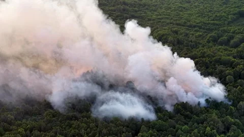 Smoke curls from burning forest canopy Video stock 337726924