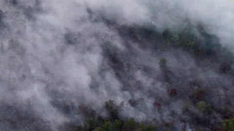 Smoke curls thickly over darkened forest floor Stockbeeldmateriaal 333038532