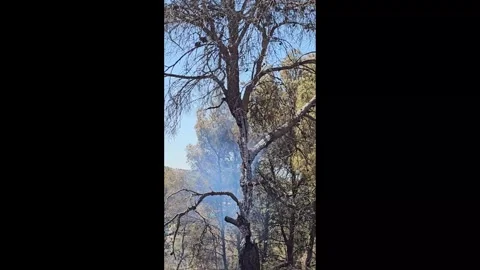 Smoke curls from a tree trunk against clear blue sky Stock Footage 339757695