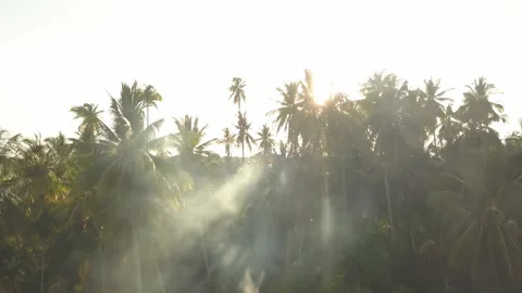 Smoke diffuse through sun light at coconut farm. Stock Footage 133439535