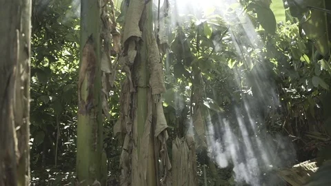 Smoke doing nice pattern in a tropical jungle 库存影片 83551692