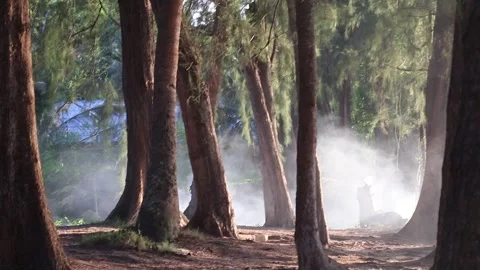 Smoke drifting past pine trees on beach in Ko Lipe, Thailand 스톡 동영상 262491881