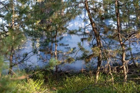 Smoke Drifting Through Pine Trees in a Forest Stock Photos