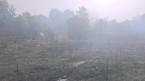 Smoke drifts between the burnt trees Stock Footage 337347257
