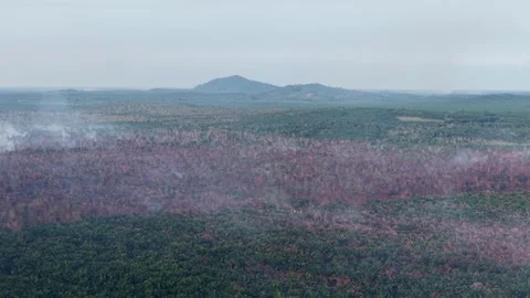 Smoke drifts over a burning forest expanse Stock Footage 337546973