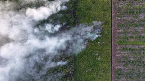 Smoke drifts over green fields and trees 動画素材 332607863