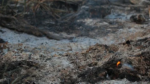 Smoke field after fire background Stock Footage 116045144