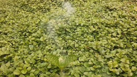 Smoke in Field 動画素材 237622308