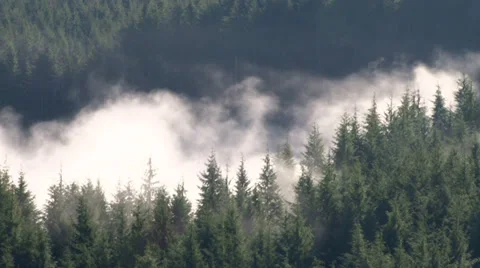 Smoke Filled Forest 2 Video stock 34534490