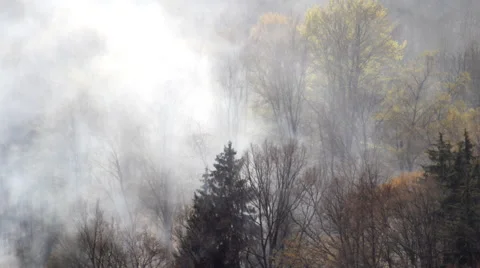 Smoke of a fire in the forest Stock Footage 62458819