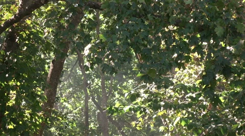 Smoke fire in forest 스톡 동영상 68096077