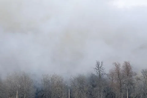 Smoke from a fire in a forest Stock Photos