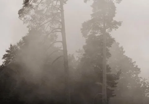 Smoke from a fire in the forest. texture Stock Photos