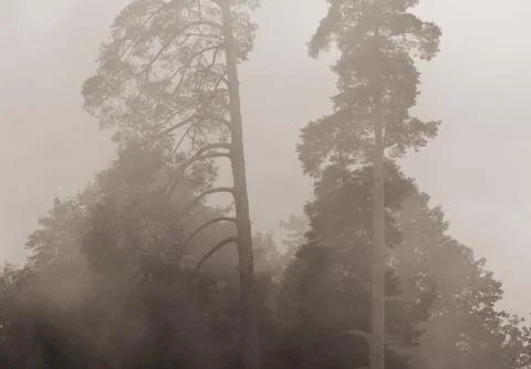 Smoke from a fire in the forest. texture Stock Photos