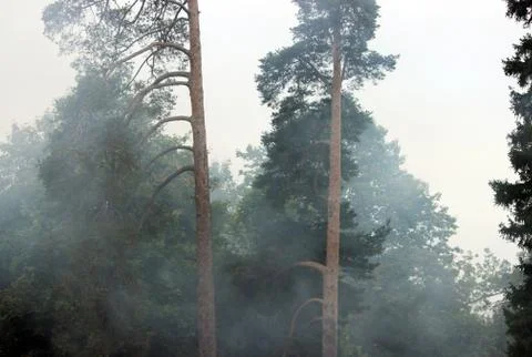 Smoke from a fire in the forest. texture Stock Photos