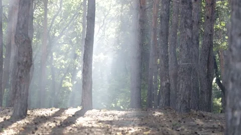 Smoke from a fire in a pine forest. protection of nature from fires Vídeo Stock 158172832
