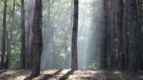 Smoke from a fire in a pine forest. protection of nature from fires Video stock 158172870