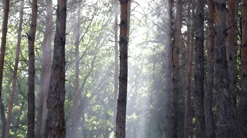 Smoke from a fire in a pine forest. protection of nature from fires Video stock 158172937