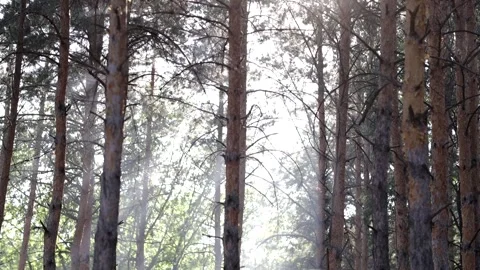 Smoke from a fire in a pine forest. protection of nature from fires Video stock 158173031