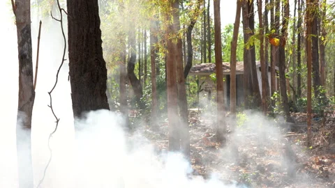 Smoke floating in forest from fire burning on hills 库存影片 148397125