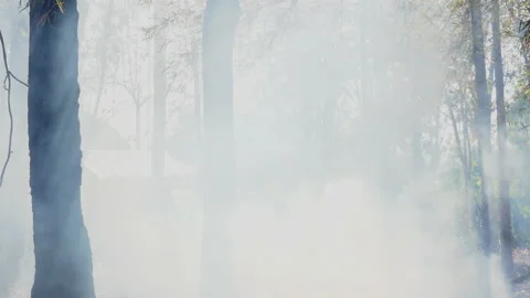 Smoke floating in forest from fire burning on hills Stock Footage 148397478