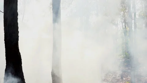 Smoke floating in forest from fire burning on hills 스톡 동영상 148397595
