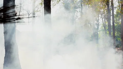 Smoke floating in forest from fire burning on hills 스톡 동영상 148397772