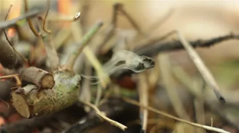 Smoke Stock Footage 10708892