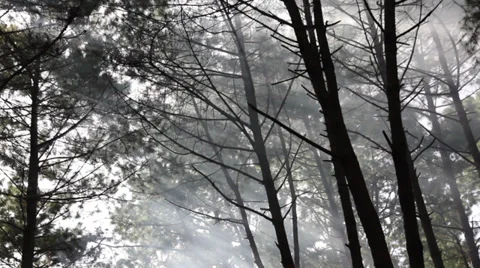 Smoke Stock Footage 34314910